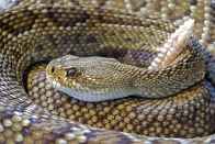 nature animal reptile snake