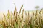 agriculture arable barley close up
